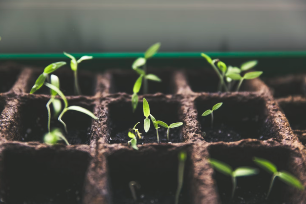 An image of a plant growing